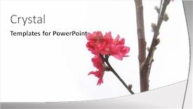  Presentation with bloom - Colorful presentation enhanced with set of cherry twig branch in bloom on white background backdrop and a white colored foreground