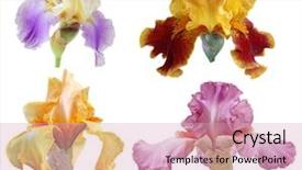  Presentation with iris - Slide set featuring set of colorful big iris background and a soft green colored foreground