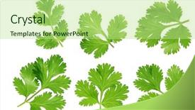  Presentation with green leaves coriander lay - Slide set with set of coriander cilantro leaves background and a mint green colored foreground