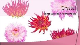  Presentation with dahlia - PPT layouts enhanced with set of dahlia blooms isolated background and a lavender colored foreground