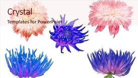  Presentation with white blood cell - Audience pleasing slide set consisting of set of dahlia blooms isolated backdrop and a lemonade colored foreground