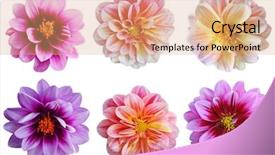  Presentation with dahlia - Cool new slide set with set of dahlia flower heads backdrop and a coral colored foreground