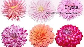  Presentation with dahlia - Colorful theme enhanced with set of dahlia flower heads backdrop and a lemonade colored foreground