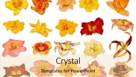  Presentation with heads - Presentation theme featuring set of daylily flower heads background and a lemonade colored foreground