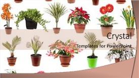  Presentation with set of different dental tools - Audience pleasing slide deck consisting of set of different spring flower backdrop and a coral colored foreground