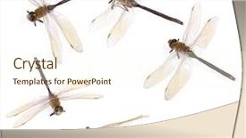  Presentation with dragonfly - Colorful PPT layouts enhanced with set of dragonfly isolated backdrop and a cream colored foreground