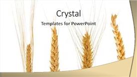  Presentation with ears - PPT theme enhanced with set of ears of wheat background and a cream colored foreground