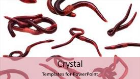  Presentation with compost - PPT theme enhanced with vermi compost - set of earthworms closeup isolated background and a coral colored foreground
