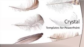  Presentation with feather - Presentation theme enhanced with set of feathers isolated background and a white colored foreground