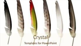  Presentation with isolated paw prints over white - Cool new slides with set of feathers objects isolated backdrop and a cream colored foreground