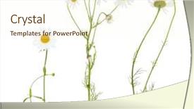  Presentation with white flowers - Amazing presentation having set of fine chamomile flowers backdrop and a cream colored foreground