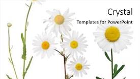  Presentation with chamomile - Theme featuring set of fine chamomile flowers on white background background and a white colored foreground