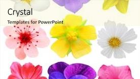  Presentation with lotus flower white water lily - Slide set enhanced with set of flower heads isolated background and a blonde colored foreground