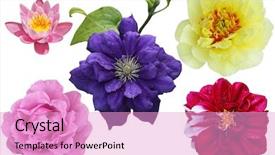  Presentation with lotus flower white water lily - Beautiful slide deck featuring set of flower heads isolated backdrop and a lemonade colored foreground