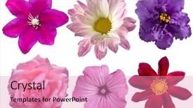  Presentation with clematis - Presentation theme with clematis - set of flowers in different background and a coral colored foreground