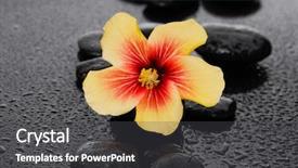  Presentation with stones - PPT theme enhanced with set of flowers with therapy stones background and a dark gray colored foreground