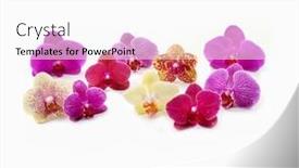  Presentation with orchids - Cool new slide deck with set-of-fresh-orchids-isolated backdrop and a white colored foreground