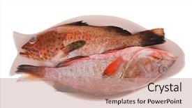  Presentation with top view of fresh fish - Presentation theme consisting of set of fresh raw fish background and a  colored foreground
