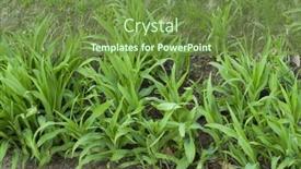  Presentation with grown - Amazing slide deck having set-of-freshly-grown-plants backdrop and a  colored foreground