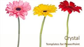  Presentation with white flowers - PPT theme having set of gerbera flowers isolated background and a cream colored foreground