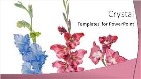  Presentation with white flowers - Slide deck consisting of set-of-gladiolus-flowers-isolated background and a white colored foreground