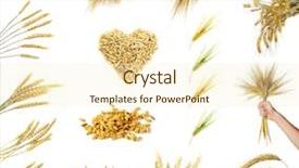  Presentation with ears - Amazing theme having set of golden wheat ears backdrop and a cream colored foreground