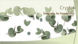  Presentation with eucalyptus - Amazing presentation theme having set-of-green-eucalyptus-leaves backdrop and a soft green colored foreground