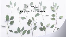  Presentation with eucalyptus leaves - Presentation with set-of-green-eucalyptus-leaves background and a sky blue colored foreground