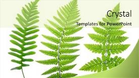  Presentation with fern - Beautiful presentation featuring set of green fern leaves backdrop and a blonde colored foreground