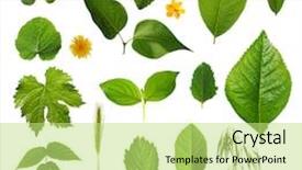  Presentation with chemistry leaves green leaf - Theme having set of green leaves isolated background and a mint green colored foreground