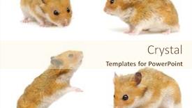  Presentation with hamsters - PPT layouts with set-of-hamsters-in-different background and a cream colored foreground