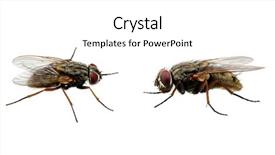  Presentation with insect - Cool new theme with set of insects fly backdrop and a white colored foreground