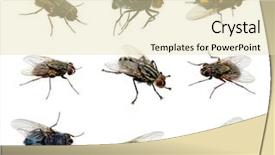  Presentation with white house - Beautiful presentation theme featuring set of insects fly backdrop and a soft green colored foreground