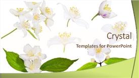  Presentation with set flowers tagetes patula - Slide set consisting of set of jasmin flowers isolated background and a cream colored foreground