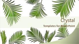  Presentation with palm leaves - Theme enhanced with set of leaves of palm background and a soft green colored foreground