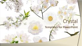  Presentation with light green - Slides with set of light flowers isolated background and a cream colored foreground