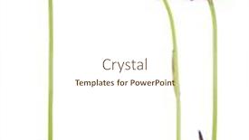  Presentation with iris - Cool new presentation design with set of lilac iris flowers isolated on white background backdrop and a cream colored foreground