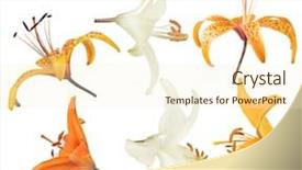  Presentation with lotus flower white water lily - PPT theme having set of lily flowers isolated background and a  colored foreground