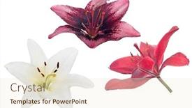 Presentation with lily - Audience pleasing slide set consisting of set-of-lily-flowers-isolated backdrop and a cream colored foreground