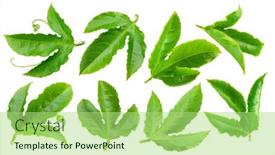  Presentation with passion fruit - PPT theme having set-of-passiflora-or-passion background and a  colored foreground