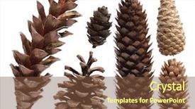  Presentation with pine - Cool new presentation design with set of pine cones isolated backdrop and a tawny brown colored foreground