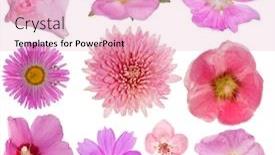  Presentation with color pink - PPT theme enhanced with set-of-pink-color-flower background and a lemonade colored foreground