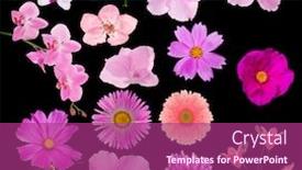  Presentation with color pink - PPT theme featuring set-of-pink-color-flowers background and a violet colored foreground
