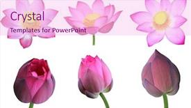  Presentation with white lotus flower - Colorful PPT theme enhanced with set of pink nelumbo nucifera backdrop and a  colored foreground