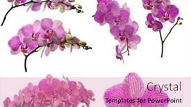  Presentation with pink flowers - Beautiful PPT theme featuring set of pink orchid flowers backdrop and a coral colored foreground