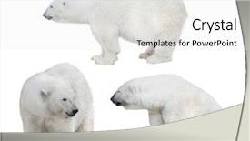  Presentation with polar bear - PPT theme having set of polar bears isolated background and a white colored foreground