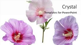  Presentation with hibiscus - Theme consisting of set of purple hibiscus flowers background and a white colored foreground