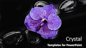  Presentation with purple rose - Slide deck having set-of-purple-rose background and a black colored foreground