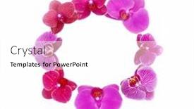 Presentation with orchids - PPT theme having set-of-red-with-pink background and a white colored foreground