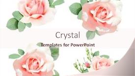  Presentation with light pink - Presentation design featuring set-of-rose-with-pink background and a lemonade colored foreground